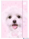 Teczka z gumką A4+ LUX UV PUPPY SIGN 5406 INTERDRUK