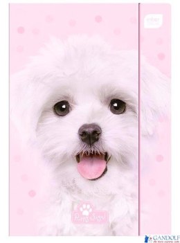 Teczka z gumką A4+ LUX UV PUPPY SIGN 5406 INTERDRUK